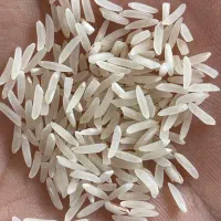 برنج فجر گرگان