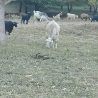 بز و بزغاله|حیوانات مزرعه|فریدونشهر, |دیوار