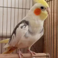 جفت کار داده|پرنده|سمنان, |دیوار