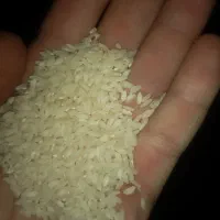 برنج چمپامیداوود