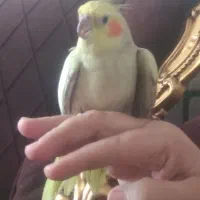 عروس هلندی زیباودستی|پرنده|فیروزآباد (فارس), |دیوار