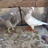 هفرنگ خطی طوقی سیاهپوش|پرنده|اقبالیه, |دیوار