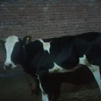 گوساله