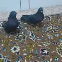 کبوتر دوتا ماده|پرنده|رودشت (چهارمحال و بختیاری), |دیوار