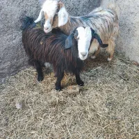 بز غاله جوان چاق|حیوانات مزرعه|ایواوغلی, |دیوار