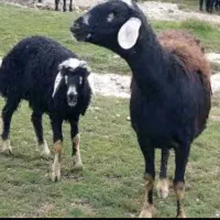 خواهان نیسان جهت معاوضه با گوسفند
