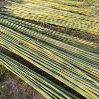 نی خیزران و لوله بامبو|خدمات باغبانی و درختکاری|فومن, |دیوار