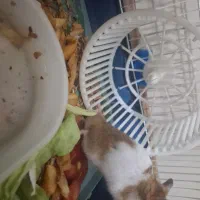 ۱۰ عدد همستر با پایین ترین قیمت|موش و خرگوش|تهران, گلستان (شهرک راه آهن)|دیوار