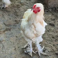 مرغ و خروس برهما سلطان لهستانی|حیوانات مزرعه|گمیشان, |دیوار