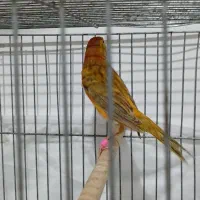 قناری نر مست|پرنده|مشکین‌دشت, |دیوار