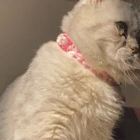 پرورش خانگی گربه نژاد دار