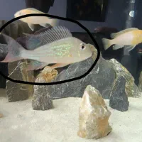 ماهی پروکسیموس