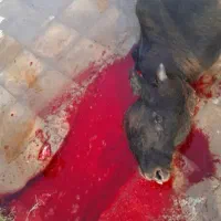 قصاب ذبح گوسفند|خدمات پذیرایی، مراسم|کرمان, |دیوار