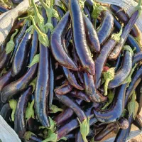 بادمجان چاه بلند