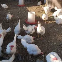 مرغ تخم گذار