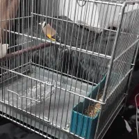 سهره نر|پرنده|کوهدشت, |دیوار