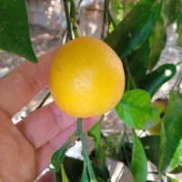 نارنج سردرختی|عمده‌فروشی|ساری, |دیوار