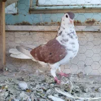 ساده نروماده