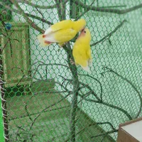 طوطی برزیلی|پرنده|گرمی, |دیوار