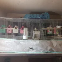 فنج|پرنده|قم, شاه سید علی|دیوار