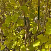 نهالستان دشت سبز|خدمات باغبانی و درختکاری|مشهد, امیریه|دیوار