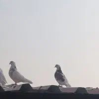 کفتر|پرنده|بومهن, |دیوار