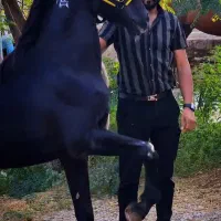 خرید و فروش اسب و مادیون