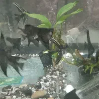 آنجل|ماهی|تهران, شهرک پاسداران|دیوار