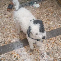 سگ پشمالو|سگ|بندر امام خمینی, |دیوار