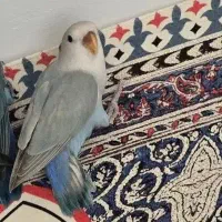 جوجه طوطی برزیلی