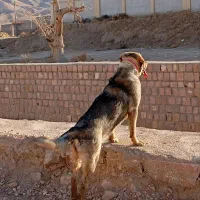 سگ پژدر|سگ|گرمسار, |دیوار