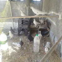 تعدادی کبوتر