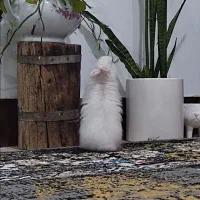 خرگوش نیمه لوپ چشم سورتی
