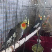 عروس هلندی لوتینو و سینامون|پرنده|قدس, شهرقدس|دیوار