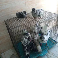 پرنده کبوتر