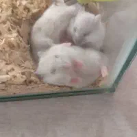 همستر کمپل چشم تیله ای|موش و خرگوش|تهران, صد دستگاه|دیوار