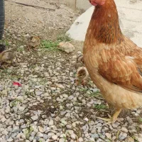 فروش مرغ با۱۰ تا جوجه