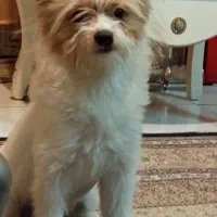 سگ پاکوتاه پامرین ترید