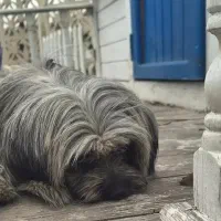 شیتزو|سگ|قدس, شهر‌قدس|دیوار