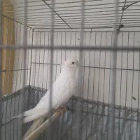 عروس هلندی آلبینو ماده|پرنده|اراک, |دیوار