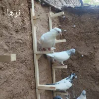 کفتر تیدی نر و ماده
