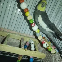 عروس هلندی نر