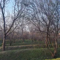 باغ-صفا-12-5-من-سردرختی
