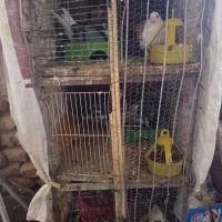 قفس جفت گاه فروشی