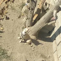 سگ پاکوتاه