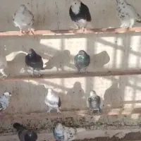 کبوتر|پرنده|کوهدشت, |دیوار