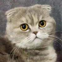 فروش گربه ماده عقیم نشده