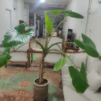 گل بابا آدم و کاج