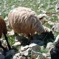گمشده میش گوسفندبره