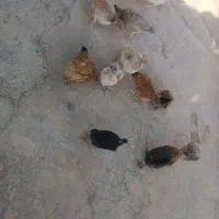 مرغ بومی